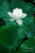 陌上花开,半生迟