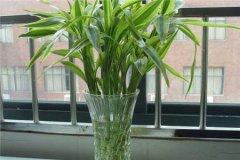 竹子在院子哪个方位好 竹子栽在住宅的哪里好